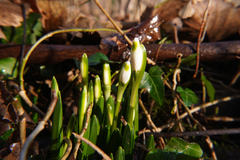 Leucojum vernum