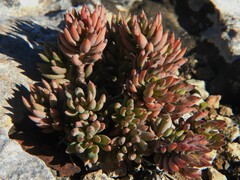 Petrosedum sediforme