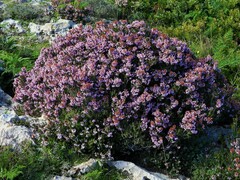 Erica multiflora