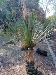 Dasylirion acrotrichum