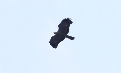 African Harrier-Hawk