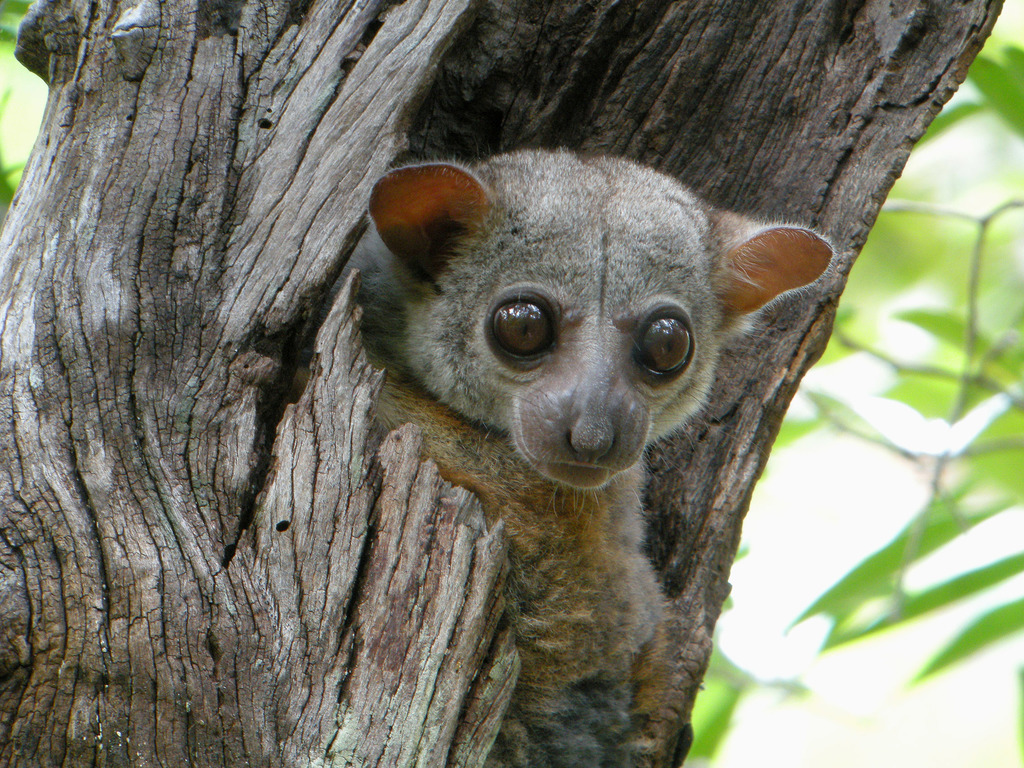 Milne-Edwards's Sportive Lemur