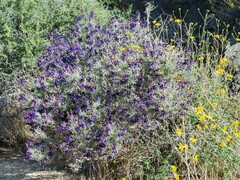 Psorothamnus arborescens minutifolius
