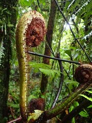Cyatheaceae