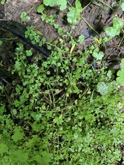 Callitriche muelleri