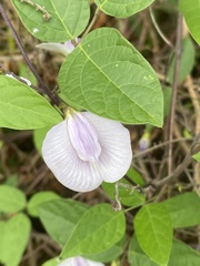 Centrosema pubescens