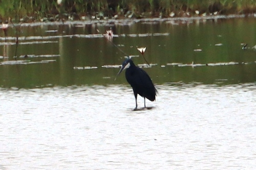 Western Reef Heron