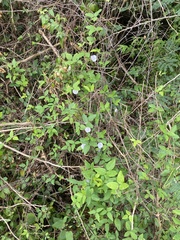 Centrosema pubescens