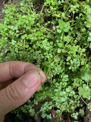 Callitriche muelleri