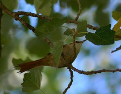 Cranioleuca pyrrhophia