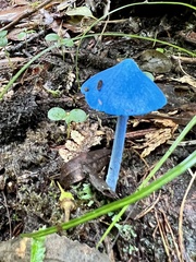 Entoloma hochstetteri