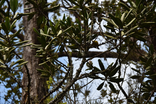 Image of Melicope clusiifolia by (c) Loren Cassin Sackett, some rights reserved (CC BY)