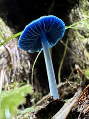 Entoloma hochstetteri