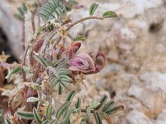 Astragalus serpens