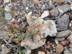 Astragalus serpens