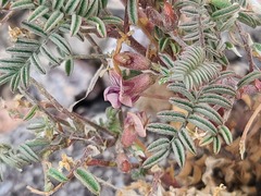 Astragalus serpens