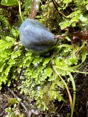Clavogaster virescens