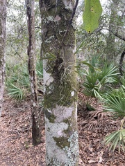 Epidendrum conopseum