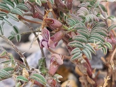 Astragalus serpens