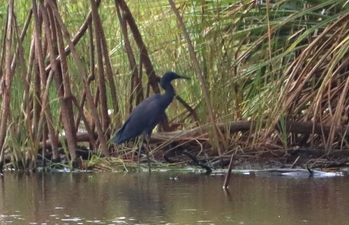 Black Heron