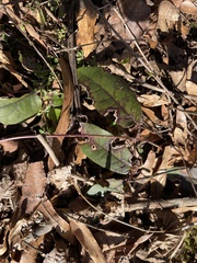 Bignonia capreolata