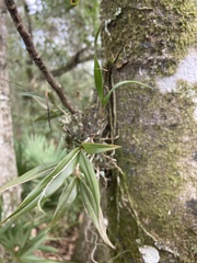 Epidendrum conopseum