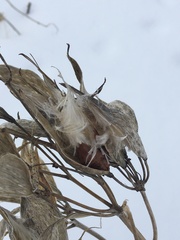 Asclepias verticillata