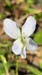Viola macloskeyi