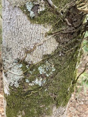 Epidendrum conopseum