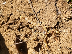 Buthus