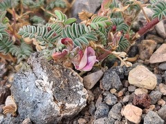 Astragalus serpens