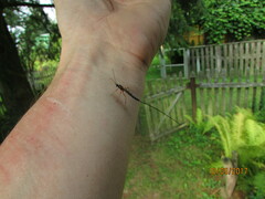 Rhyssella approximator