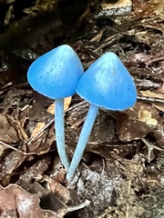 Entoloma hochstetteri
