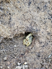 Buthus