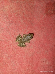 Anura