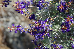 Psorothamnus arborescens minutifolius