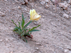 Oenothera flava