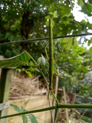 Phasmatinae