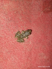Anura