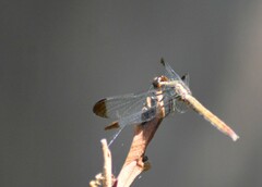 Erythrodiplax atroterminata
