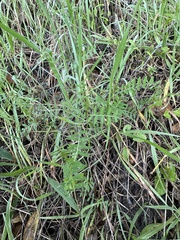 Vicia villosa