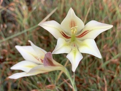 Gladiolus tristis