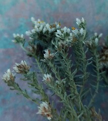 Helichrysum niveum