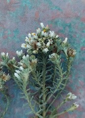 Helichrysum niveum