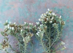 Helichrysum niveum