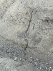 Philodryas chamissonis