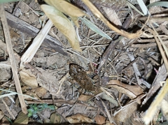 Anura