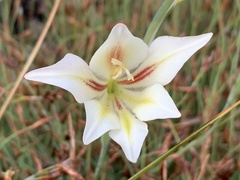 Gladiolus tristis