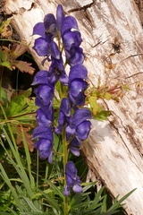 Aconitum burnatii