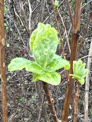 Lonicera involucrata